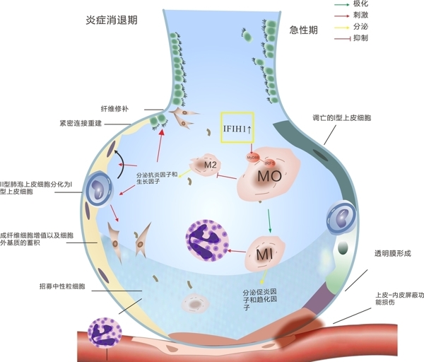 肺泡矢量图