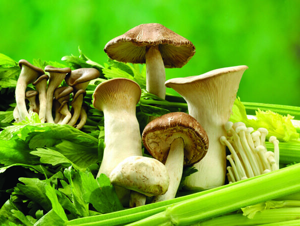 和芹菜在一起的各种蘑菇图片