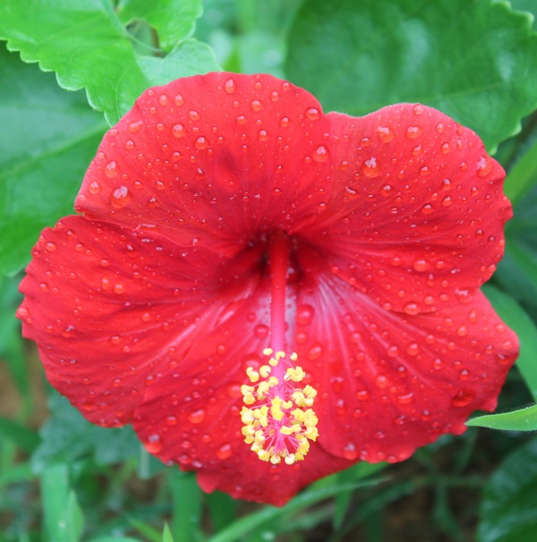 雨后木芙蓉花卉