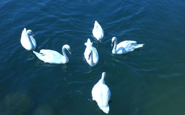 成群在池塘里游泳的鸭子