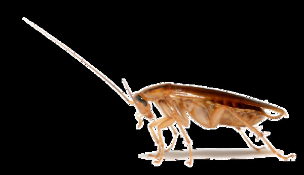 爬行的蟑螂免抠png透明素材