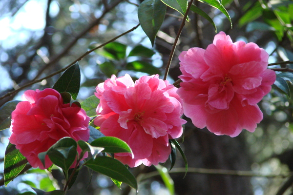 山茶花图片