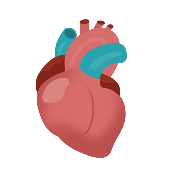 手绘器官心脏插画