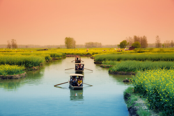 江苏兴化油菜花风景