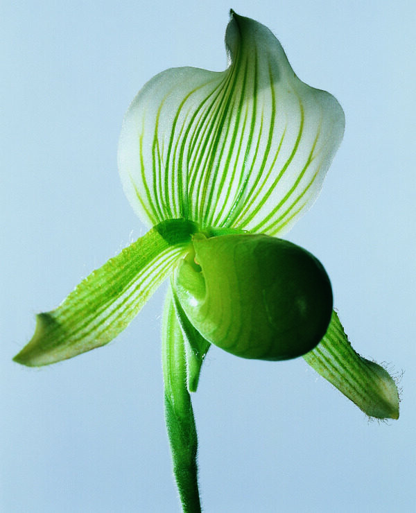 花姿花颜花一束花百花世界花朵花草花蕊花瓣全球首席设计大百科