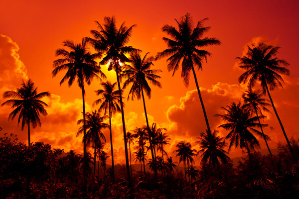 落日下的椰子树图片