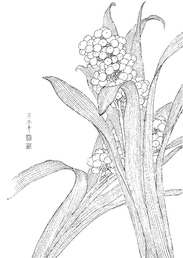 国画白描百花线稿万年图片