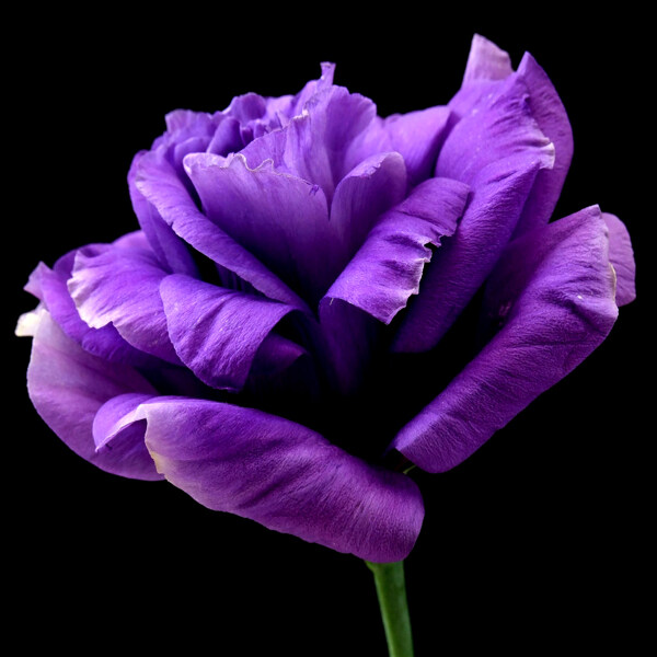 黑色底紫花