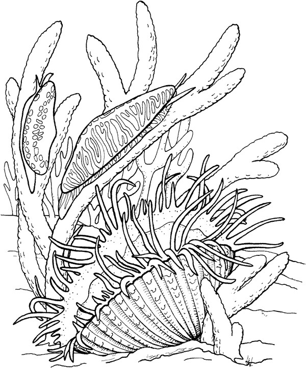 海贝海螺018