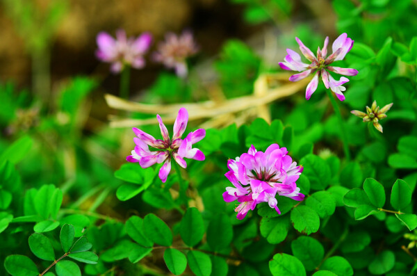 紫色苜蓿花