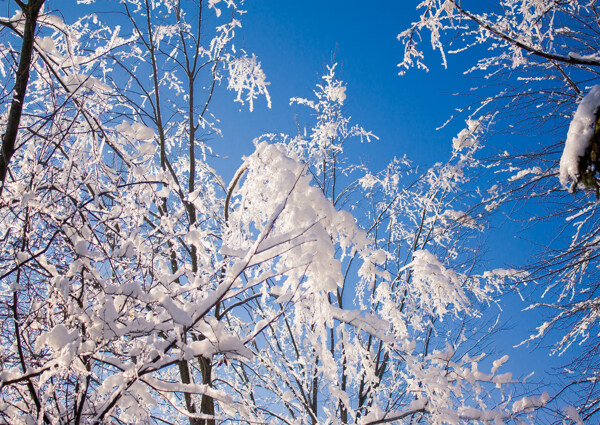 雪景