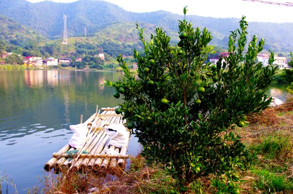 山水风景茶田风光图片