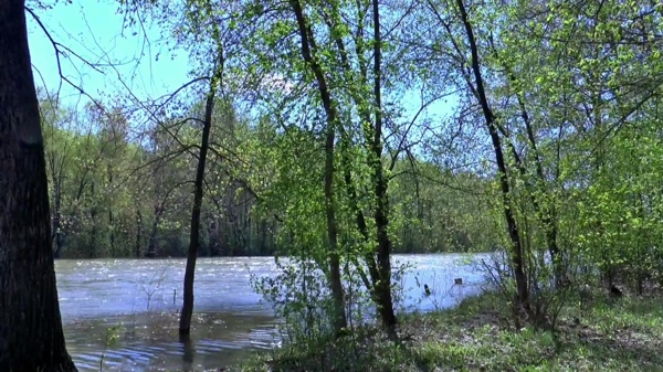 河流森林视频素材