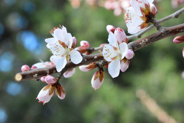 山桃花