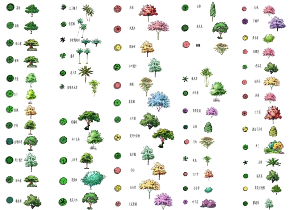 园林植物目录手绘效果图