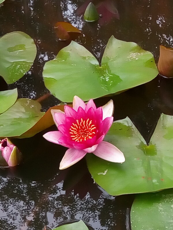 睡莲花图片