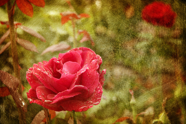 水滴的grunge风格的红玫瑰