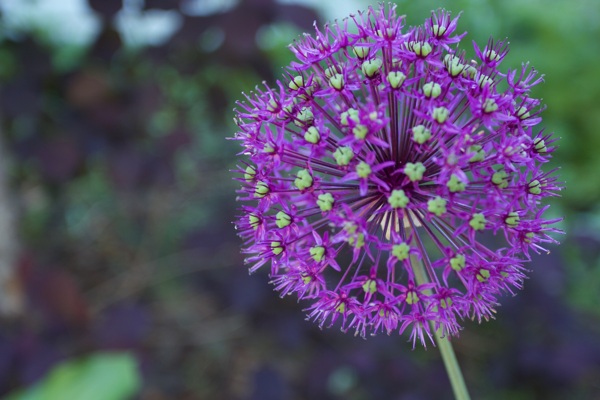 艳丽紫色韭菜花