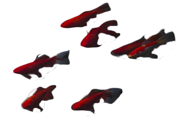 一群红色游来游去的鱼