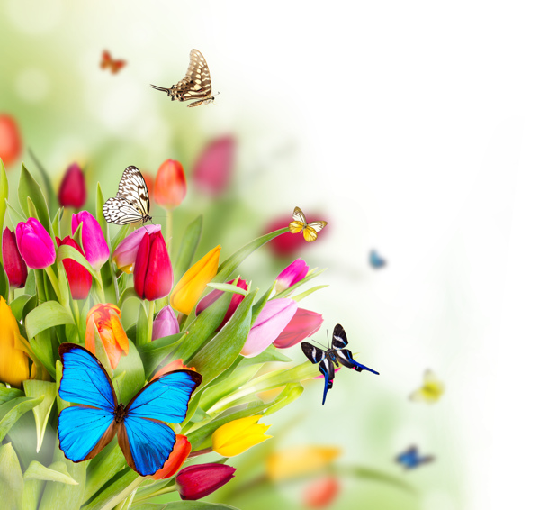 蝴蝶和郁金香图片