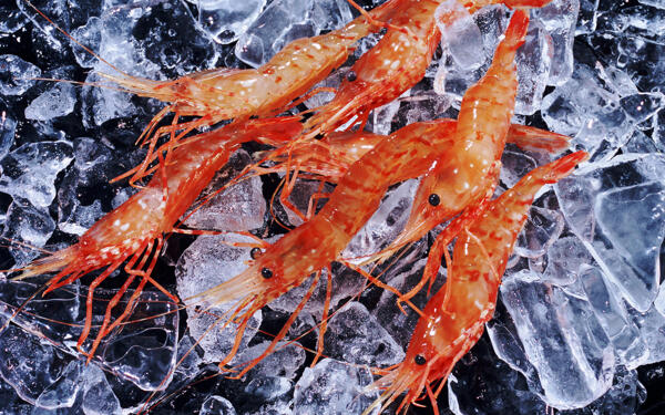 新鲜红虾图片