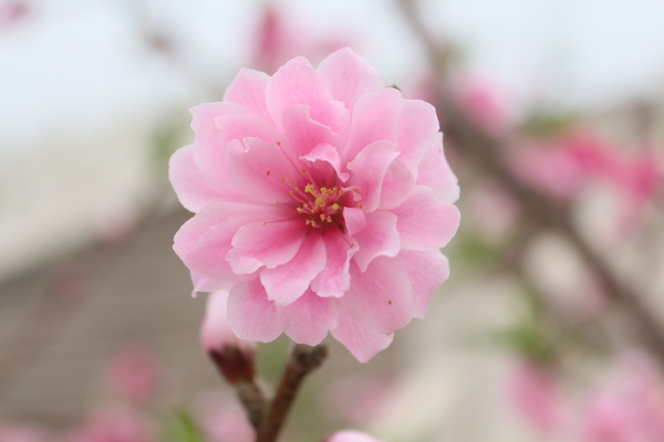 野生桃花图片