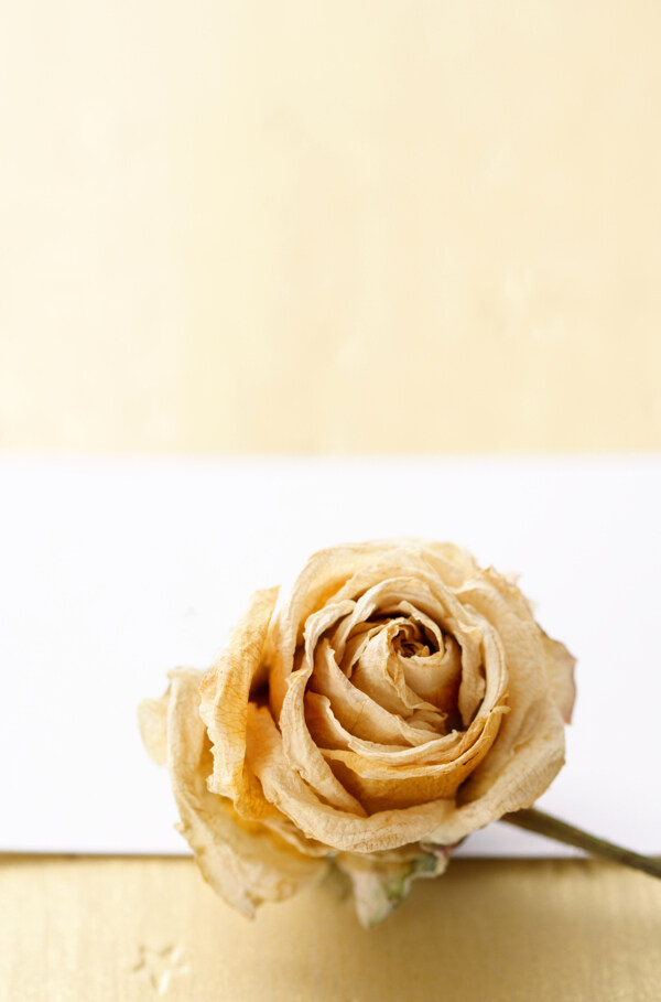 金色玫瑰花背景图片