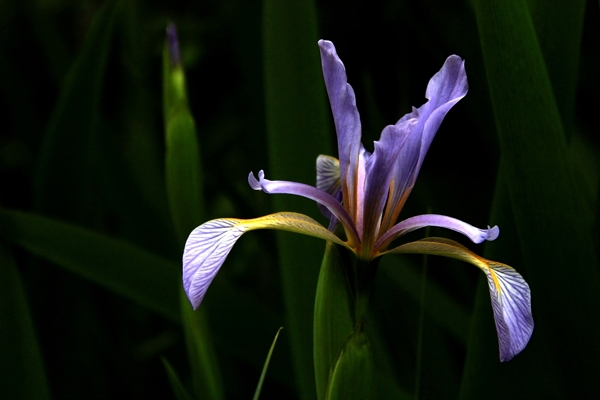 马兰花