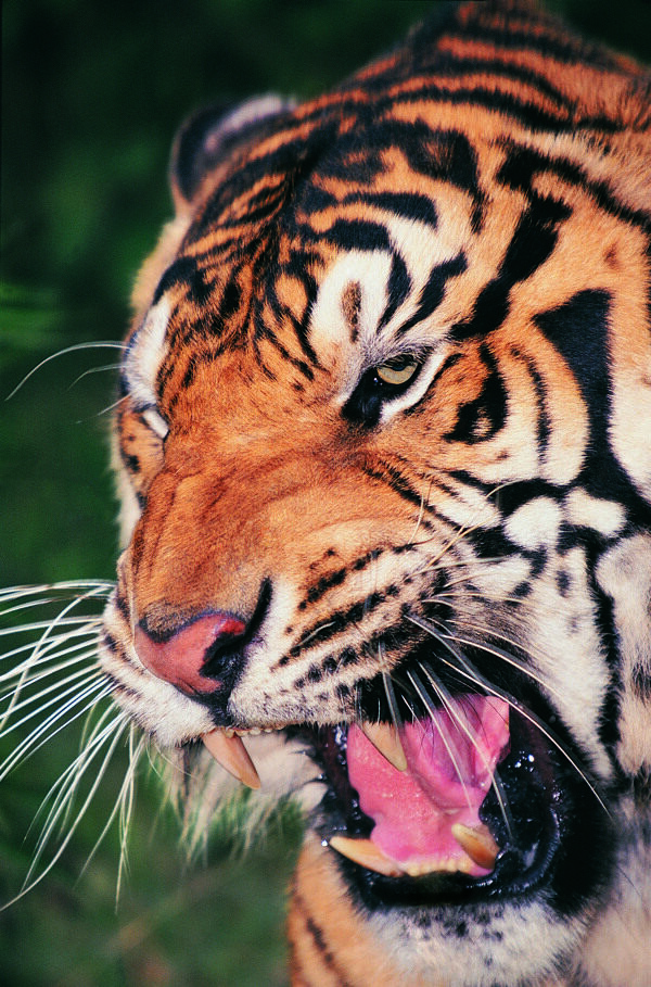 张大嘴巴的老虎图片
