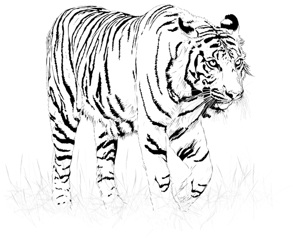 黑色和白色的老虎矢量