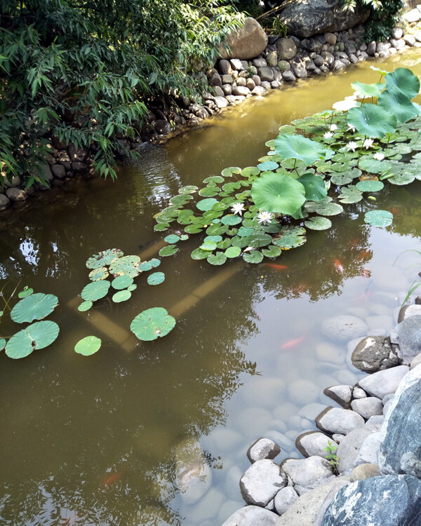 水塘里的睡莲花荷花