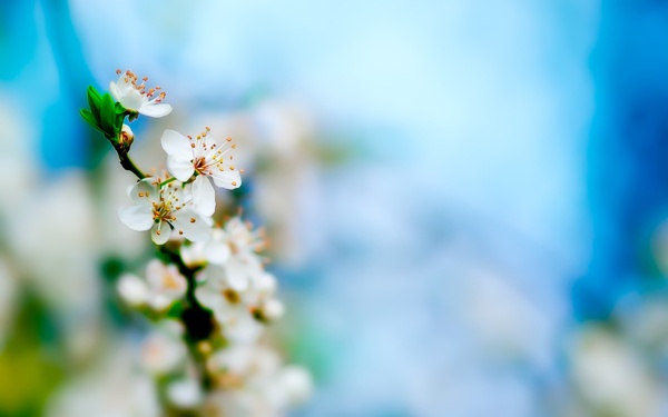 苹果花图片