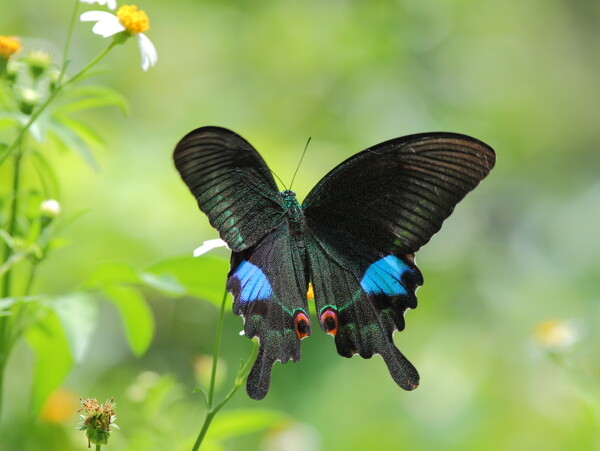 黑蝴蝶高清图片素材