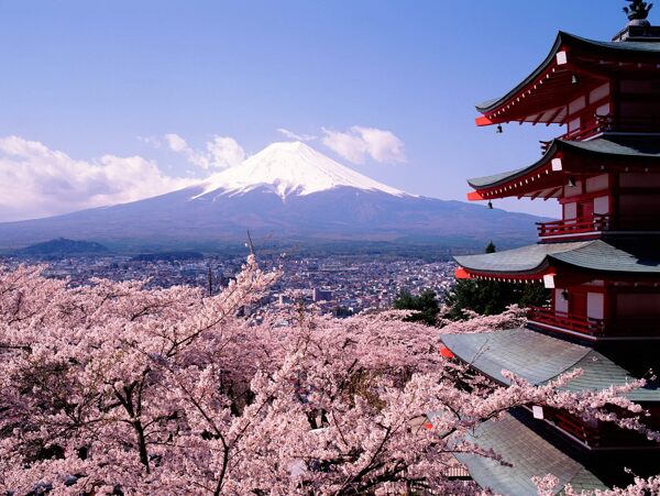 富士山桜寺图片