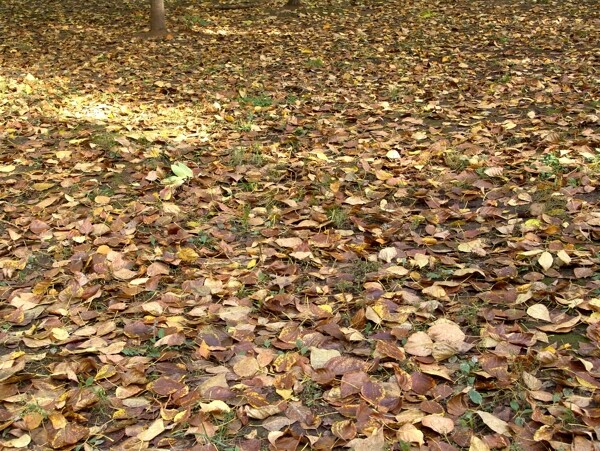 地上枯萎的树叶