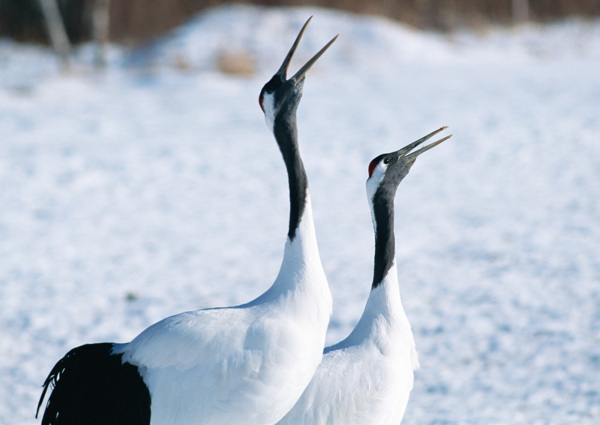 两只雪地里的丹顶鹤高清摄影图片
