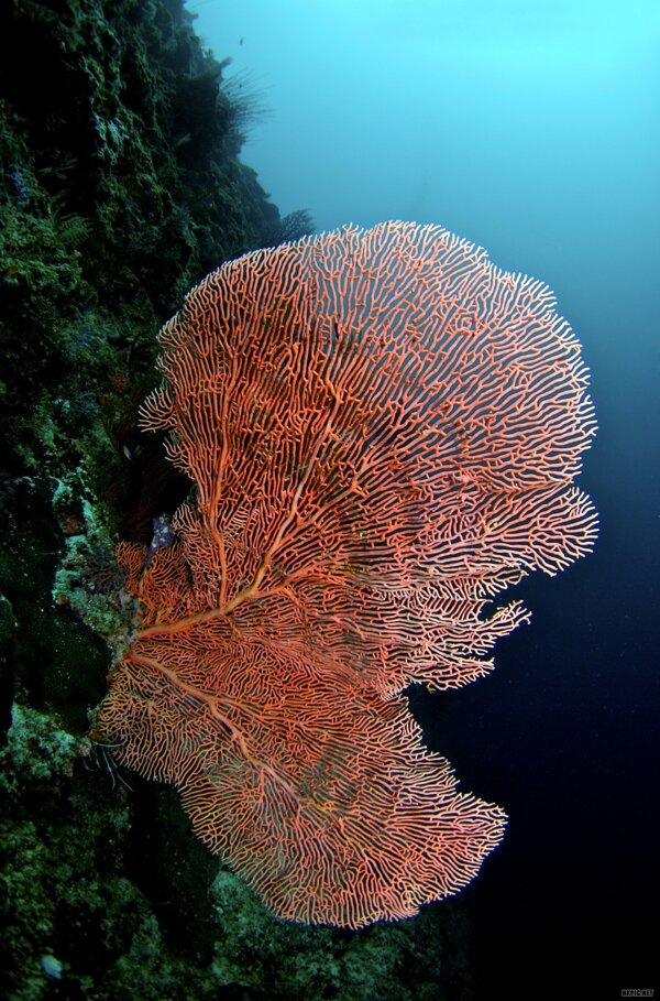 粉红色珊瑚图片