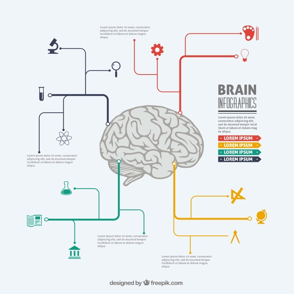 大脑信息图表