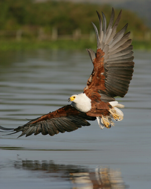 湖面滑翔的雄鹰图片