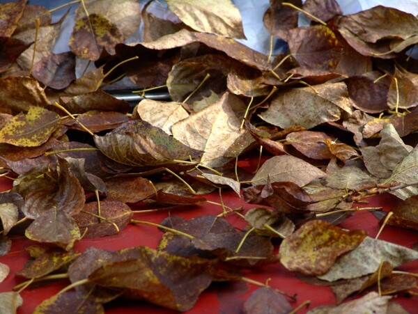秋天落叶摄影