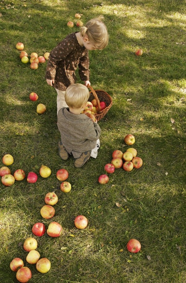 拾苹果的儿童图片