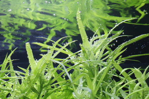 水草状态图图片