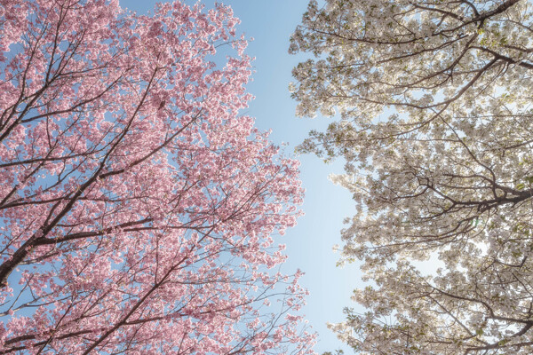 两季交汇时节