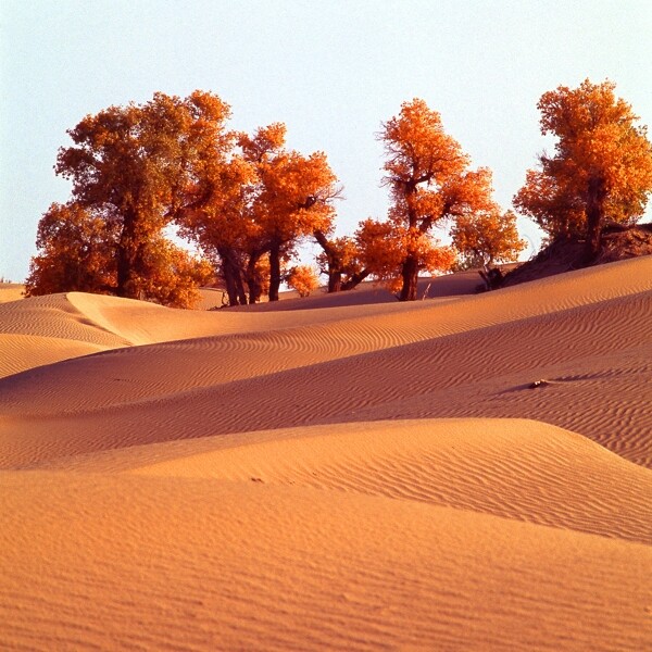 沙漠胡杨图片