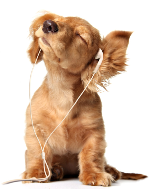 爱听音乐的狗图片