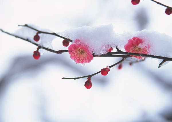 雪中的梅花图片