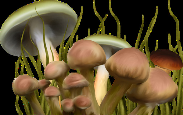 彩绘蘑菇群图案设计