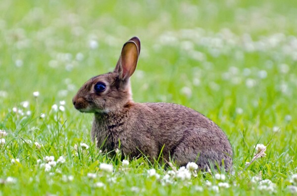 可爱草地上兔子图片