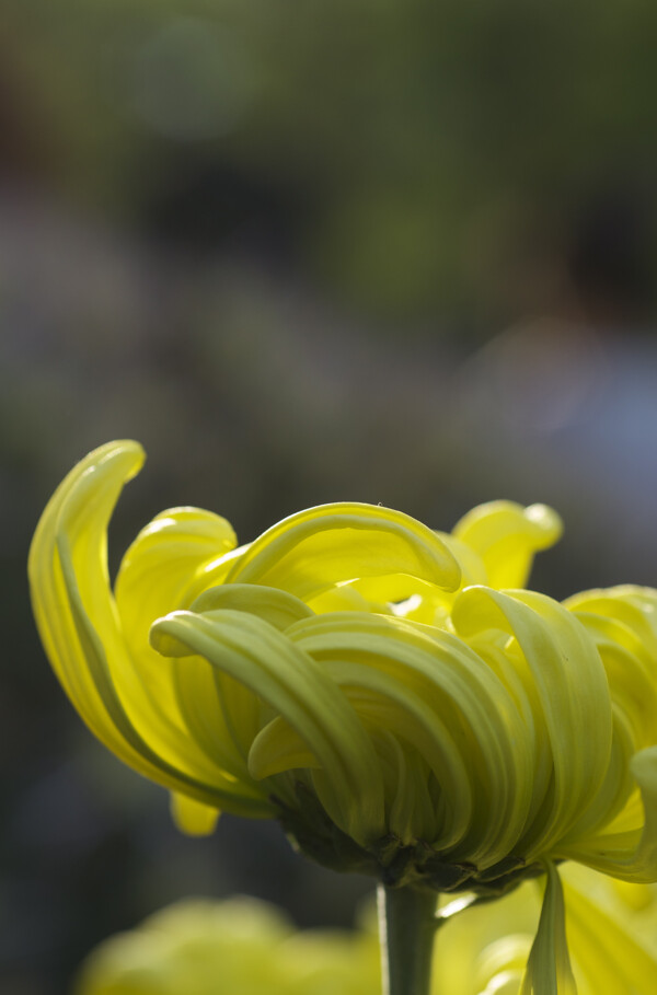 黄色菊花图片