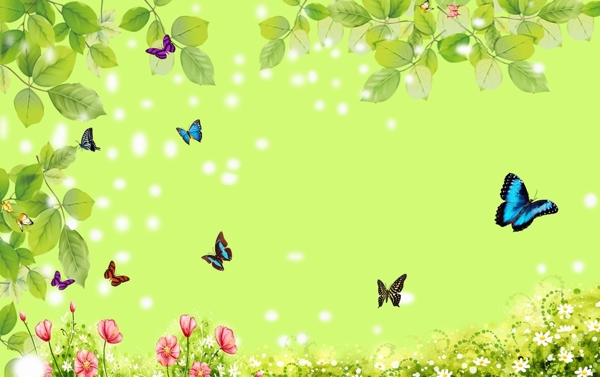 春天里蝴蝶花丛中背景图图片